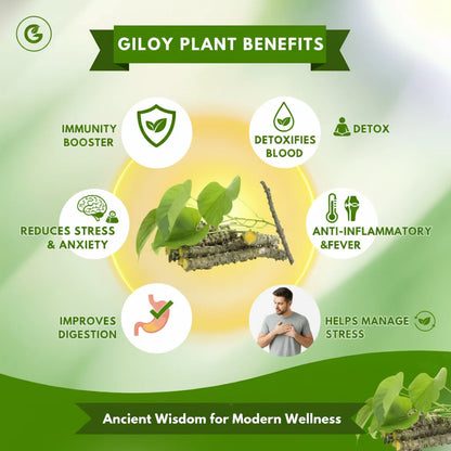 Herbal Giloy Detox Foot Patches | Body Detox Support, Stress Relief(1 BOX = 20 PATCHES-Buy 1 Get 3Free🔥🔥)